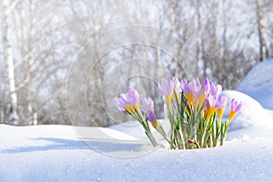 First blue crocus flowers, spring saffron in fluffy snow