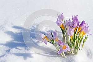 First blue crocus flowers, spring saffron in fluffy snow