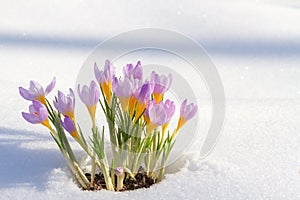 First blue crocus flowers, spring saffron in fluffy snow