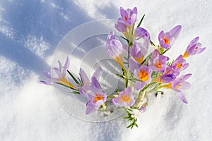 First blue crocus flowers, spring saffron in fluffy snow