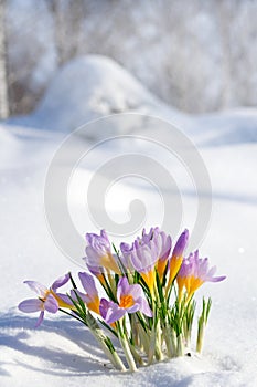 First blue crocus flowers, spring saffron in fluffy snow