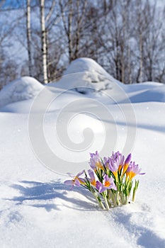 First blue crocus flowers, spring saffron in fluffy snow