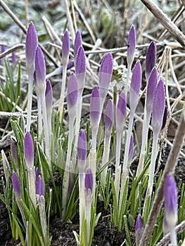 First blue crocus flowers, spring saffron in fluffy snow