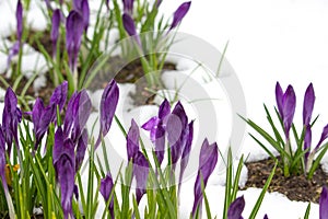 First blue crocus flowers spring