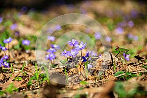 first blue flowers blooming in spring forest