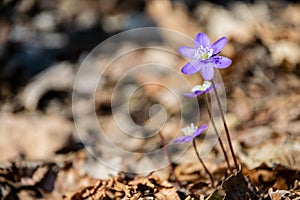 first blue flowers blooming in spring forest