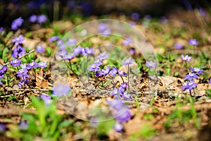 first blue flowers blooming in spring forest