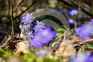 first blue flowers blooming in spring forest