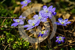 first blue flowers blooming in spring forest