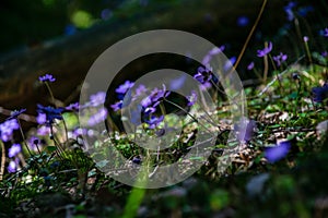 first blue flowers blooming in spring forest