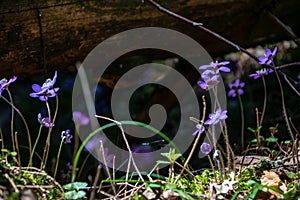 first blue flowers blooming in spring forest