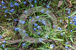 First blue spring forest flowers