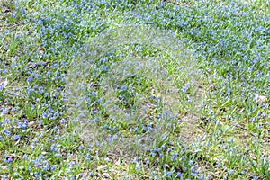 First blue spring forest flowers