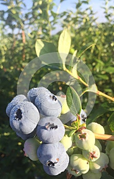 First blueberries of the season.