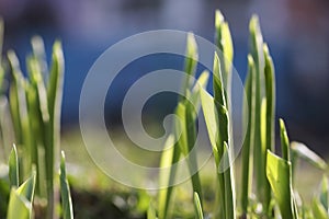 First-born or green soldier