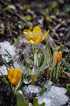 First bright primroses, wild crocuses in snow. Concept of spring plants, seasons, weather