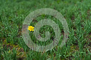 First Bright single daffodil, Narcissus flower among lots of green leaves. oncept of dissimilarity, bright personality photo