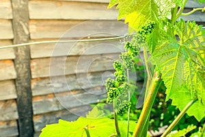 The first buds of grapes in summer, close-up. Fertile vineyard before flowering