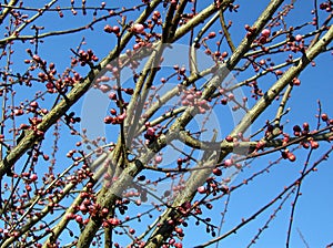 First Buds of Spring