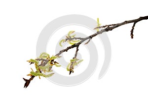 First-catkins-dismissing-from-buds-of-poplar-twig-isolated-on-white