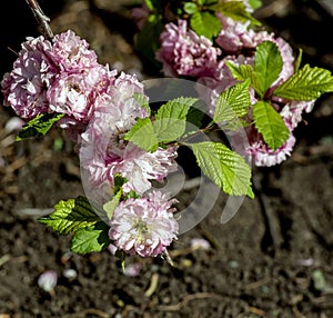 first cherry blossoms bloomed in the garden