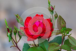 The first cherry red rose bloom of the season