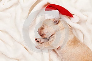 First christmas for a newborn labrador puppy dog