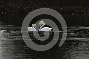 First Complete Series of Swansâ€™ Mating Ritual Photos 1/9