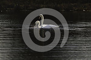 First Complete Series of Swansâ€™ Mating Ritual Photos 2/9