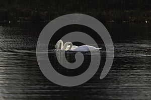 First Complete Series of Swansâ€™ Mating Ritual Photos 3/9