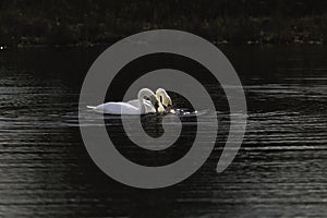 First Complete Series of Swansâ€™ Mating Ritual Photos 4/9