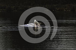 First Complete Series of Swansâ€™ Mating Ritual Photos 5/9