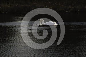 First Complete Series of Swansâ€™ Mating Ritual Photos 7/9