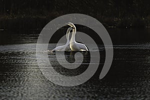 First Complete Series of Swansâ€™ Mating Ritual Photos 8/9