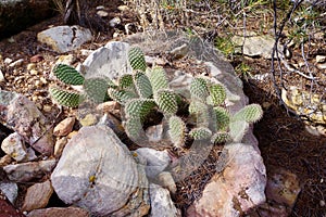 First Creek Trail, Potato Knoll, Red Rock Conservation Area, Nevada, USA