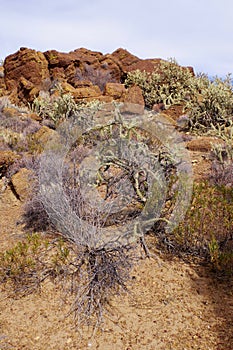 First Creek Trail, Potato Knoll, Red Rock Conservation Area, Nevada, USA