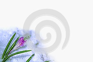First crocus blossoms in snow