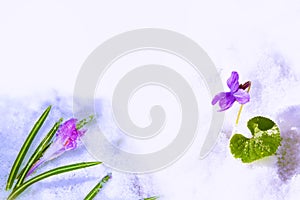 First crocus blossoms in snow