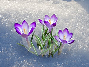 First crocus flowers