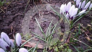 The first crocus flowers bloomed in spring, spring crocus flowers