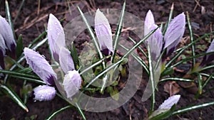 The first crocus flowers bloomed in spring, spring crocus flowers