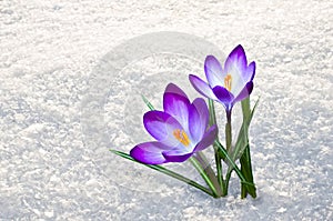 First crocus flowers