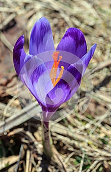 First crocus flowers on early spring First crocus flowers on early spring plateau