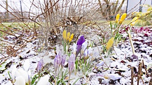 The first crocus flowers grow in the snow in early spring on a sunny day. Signs of spring