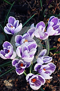 First crocus flowers. Spring blossoms. Aged photo.