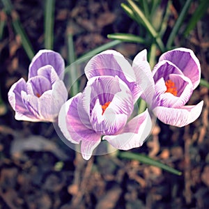 First crocus flowers. Spring blossoms. Aged photo.