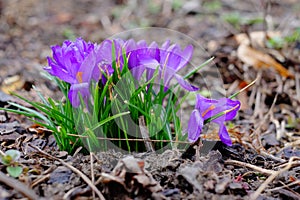 First crocus flowers, spring saffron background.