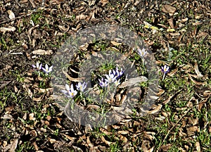 First crocuses of spring on the ground