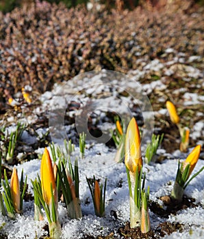 The first crocuses from under the snow in the spring garden