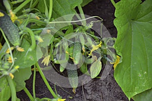 The first crop of cucumbers